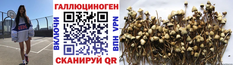 Купить  Норильск  Псилоцибиновые грибы Psilocybine cubensis 